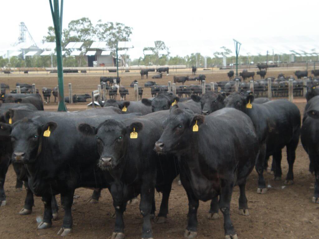 オーストラリアの牛と日本の和牛の掛け合わせ。